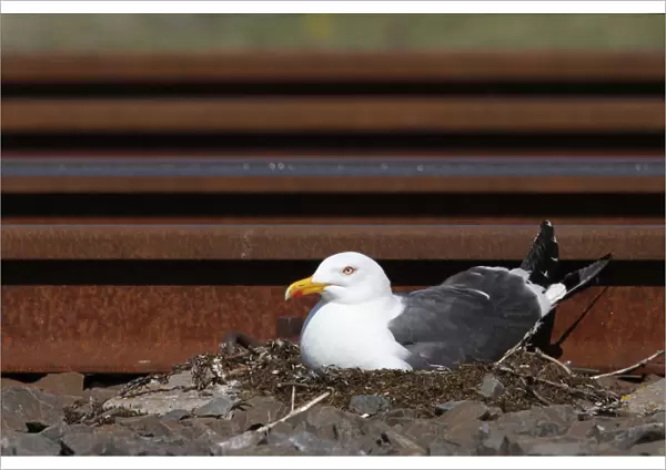 Lesser Black-backed Gull adult perched on nest, Larus fuscus