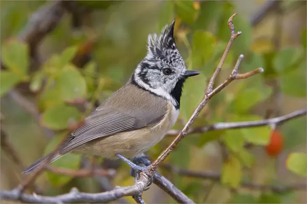 European Crested Tit perched in a branch, Lophophanes cristatus, Italy