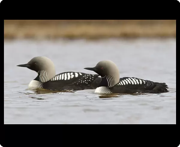 Pacific Loon, Gavia pacifica, United States