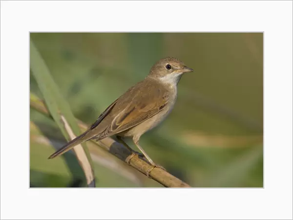 Common Whitethroat perched on branch, Sylvia communis, Italy