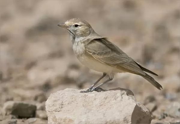 Bar-tailed desert Lark, Tunisia