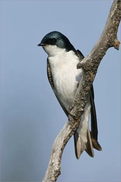 Tree Swallow, Tachycineta bicolor, United States