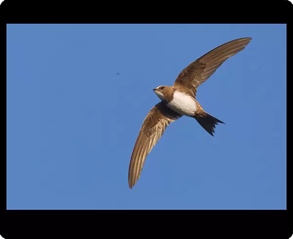 Alpine Swift in flight, Tachymarptis melba, Italy
