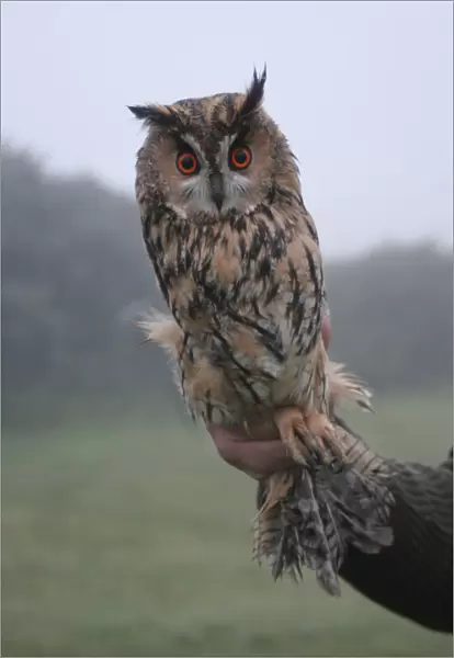Long-eared Owl held in hand, Asio otus