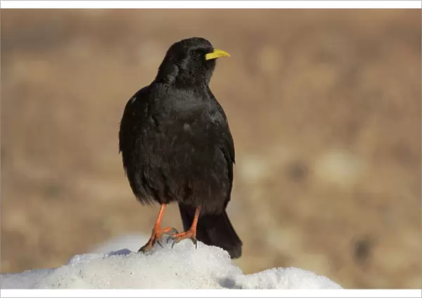 Alpine Chough adult perched on the snow, Pyrrhocorax graculus