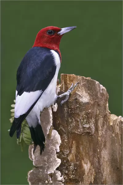 Red-headed Woodpecker, Melanerpes erythrocephalus, United States