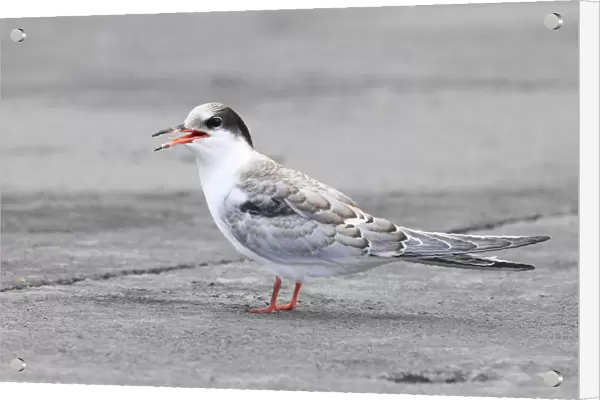 Common Tern calling with feathers in beak, Sterna hirundo