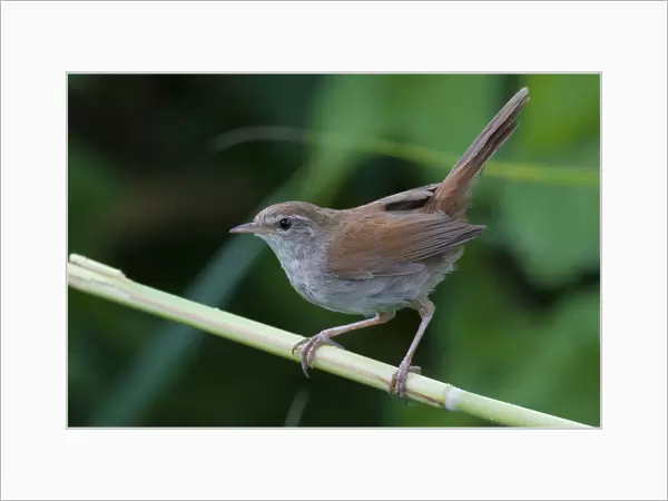 Cettis Warbler perched on branch, Italy