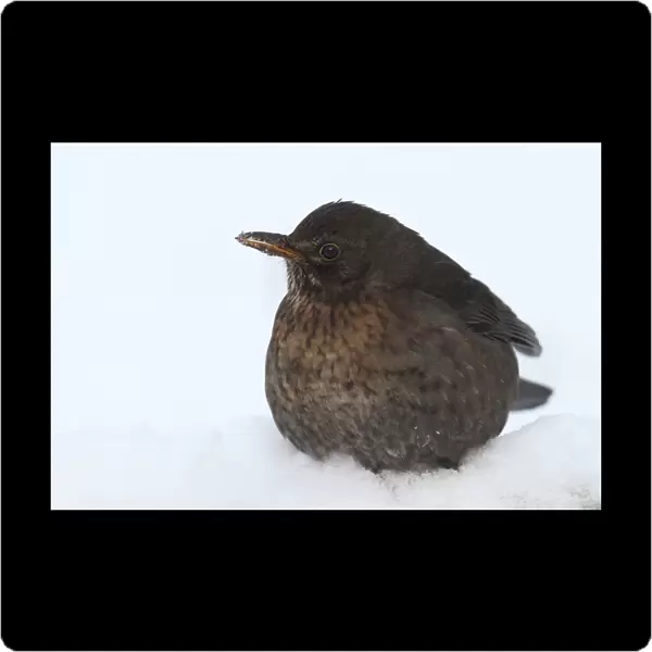 Female European Blackbird in snow