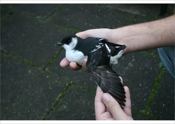 Little Auk held in hand with open wing, Alle alle