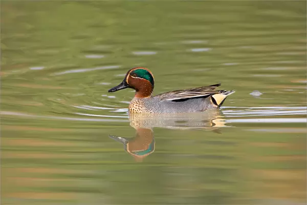 Common Teal male swimming, Italy