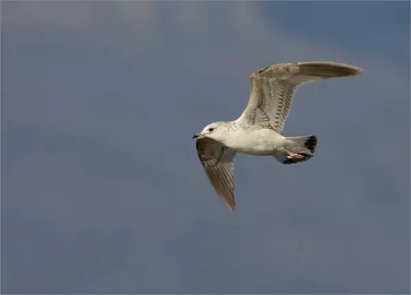 Immature Common Gull in flight, Italy