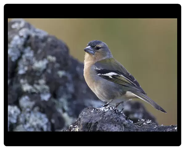 Male Azores Chaffinch, Azores, Portugal