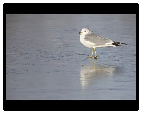Mew Gull perched in water, Larus canus