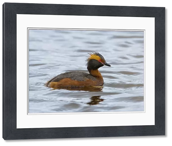 Adult Horned Grebe swimming, Podiceps auritus, Finland