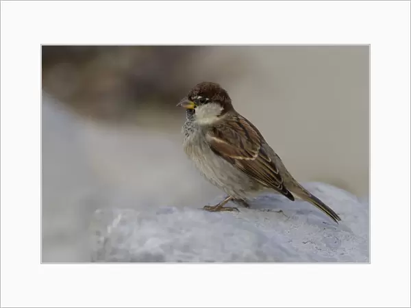 Male Italian Sparrow, Passer italiae, Italy