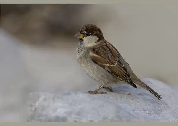 Male Italian Sparrow, Passer italiae, Italy