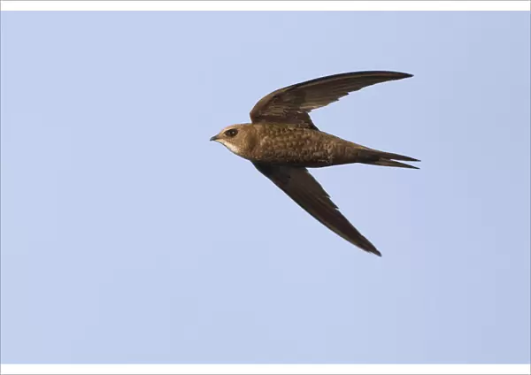 Pallid Swift in flight, Apus pallidus, Italy