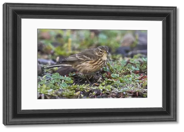 American Buff-bellied Pipit, Anthus rubescens, Portugal