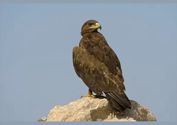 Adult Steppe Eagle perched, Aquila nipalensis, Oman