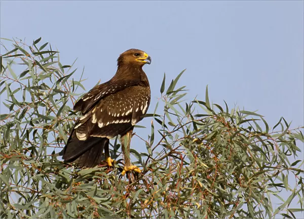 Juvenile Lesser Spotted Eagle perched in tree, Clanga pomarina, Egypt