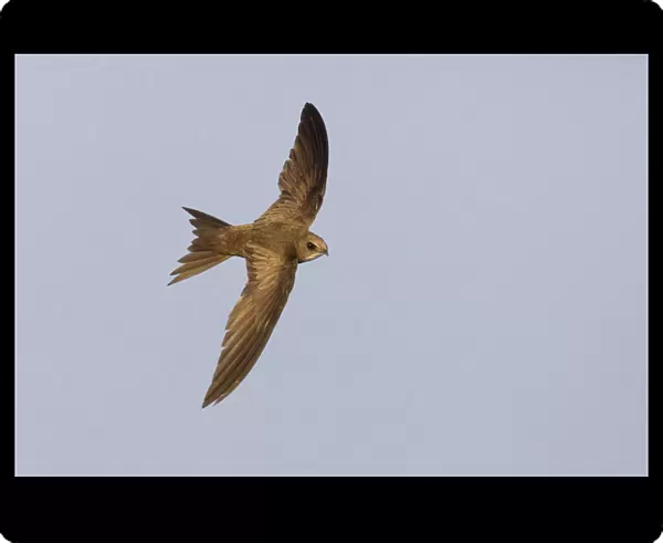 Pallid Swift in flight, Apus pallidus, Italy