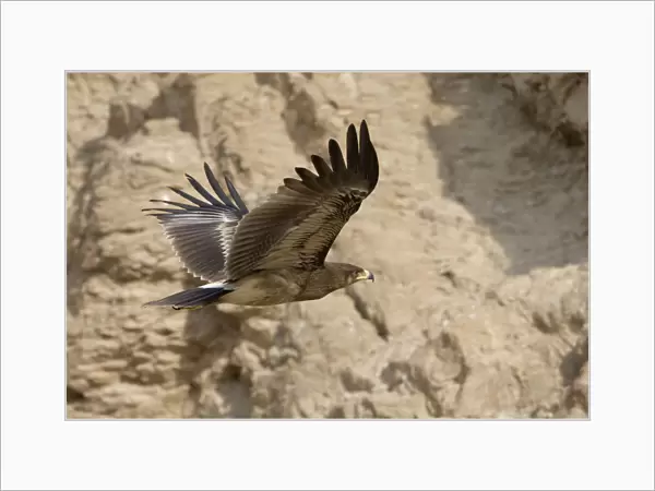 Greater Spotted Eagle in flight, Clanga clanga, Oman