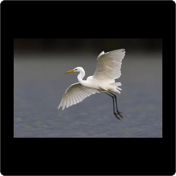 Great White Egret in flight, Italy
