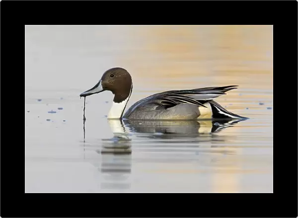 Swimming male Northern Pintail, Anas acuta, Italy