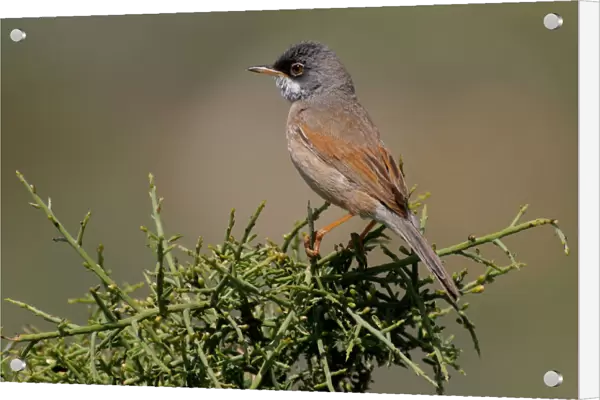 Spectacled Warbler at breeding site, Sylvia conspicillata, Cyprus