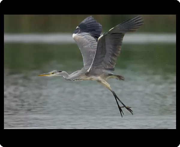 Grey Heron in flight, Ardea cinerea, Italy