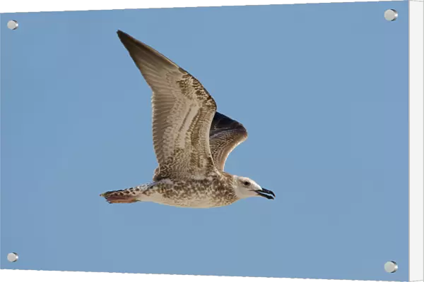 Heuglin's Gull in flight, Oman