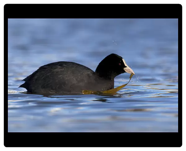 Eurasian Coot with water plant, Fulica atra, Italy