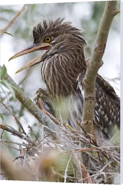 Black-crowned Night Heron juvenile calling on nest, Nycticorax nycticorax, Italy
