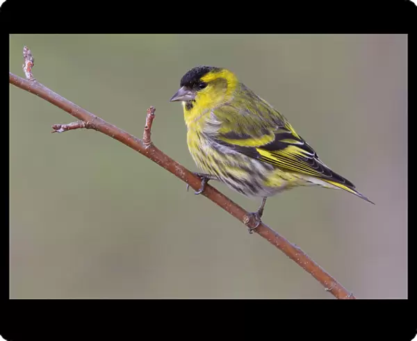 Male Eurasian Siskin perched on a branch, Spinus spinus, Italy