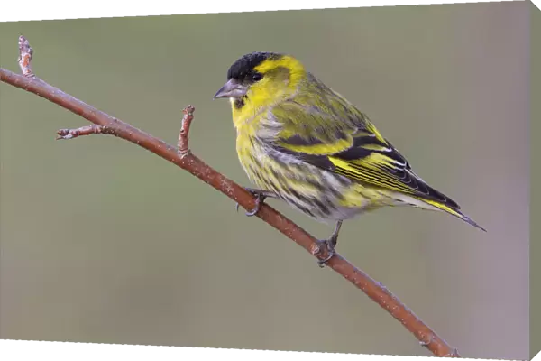 Male Eurasian Siskin perched on a branch, Spinus spinus, Italy
