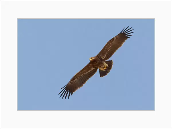 Juvenile Lesser Spotted Eagle in flight, Clanga pomarina, Egypt
