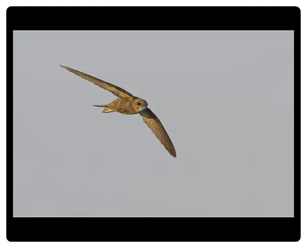 Pallid Swift flying, Apus pallidus