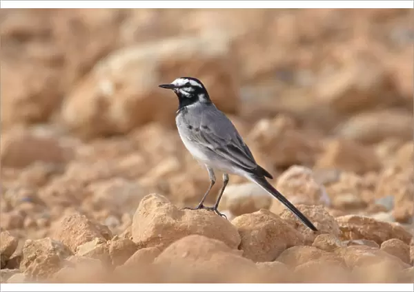 Moroccan Wagtail on the ground