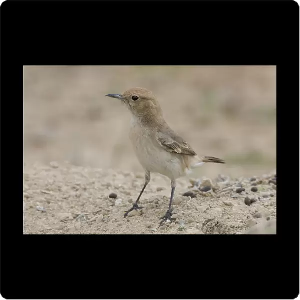 Red-rumped Wheatear female on the ground, Oenanthe moesta