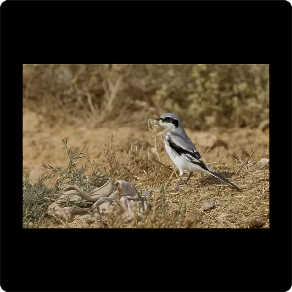 Southern Grey Shrike perched, Tunisia