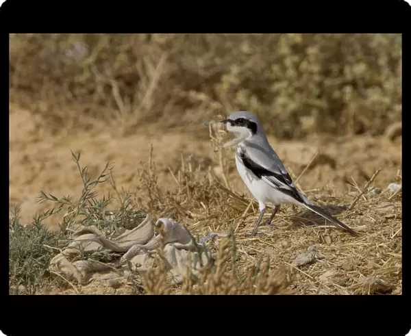 Southern Grey Shrike perched, Tunisia