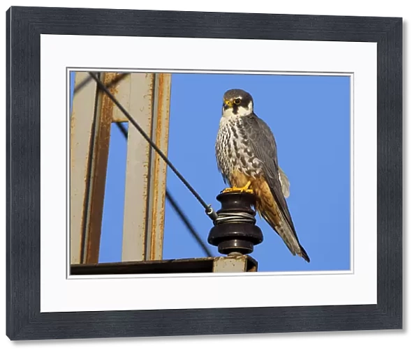 Eurasian Hobby perched on electricity mast, Falco subbuteo, Turkey