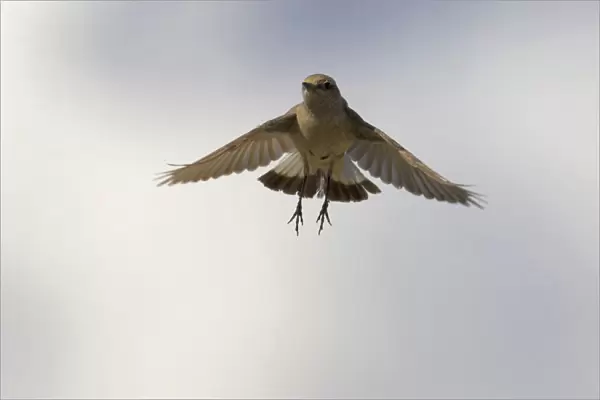 Kurdish Wheatear female flying, Oenanthe xanthoprymna