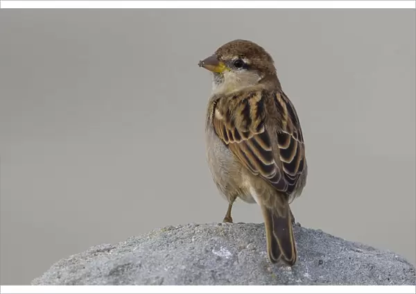 Young male Italian Sparrow, Passer italiae, Italy