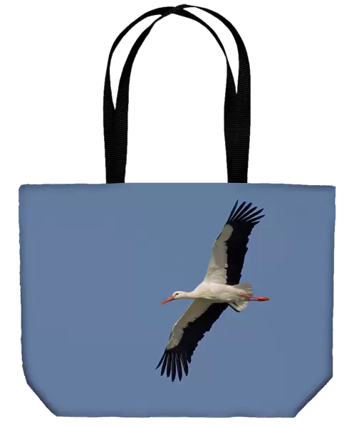 White Stork flying, Ciconia ciconia