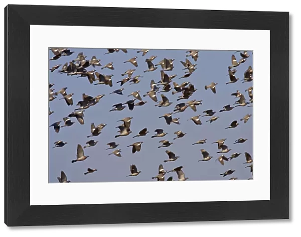 Common Wood Pigeon group flying, Columba palumbus