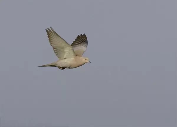 Eurasian Collared Dove in flight, Streptopelia decaocto