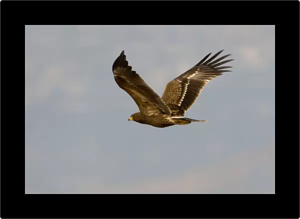 Lesser Spotted Eagle in flight, Clanga pomarina, Oman