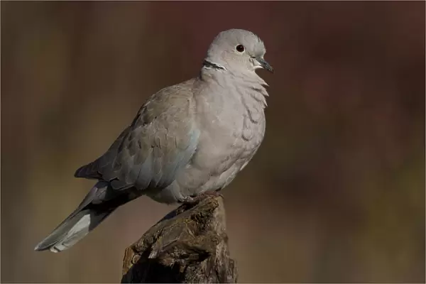 Eurasian Collared Dove perched on branch, Streptopelia decaocto, Italy